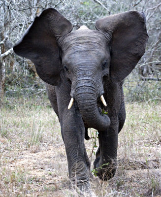Young Elephant Charging