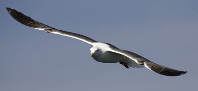 Sea Gull2