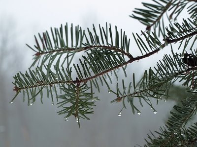 Misty Pine Needles