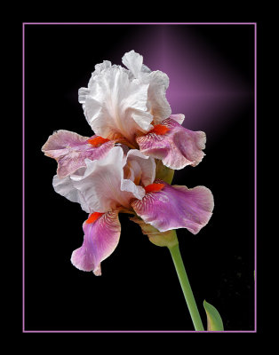 Pink & White Iris
