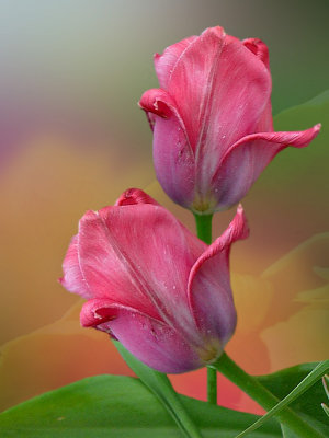 A Couple of Tulips