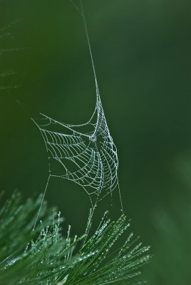 Morning Dew on the Web