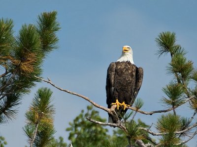 Lake Metonga Eagle