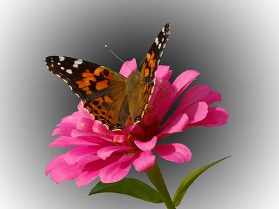 Butterfly on Pink Zinnia