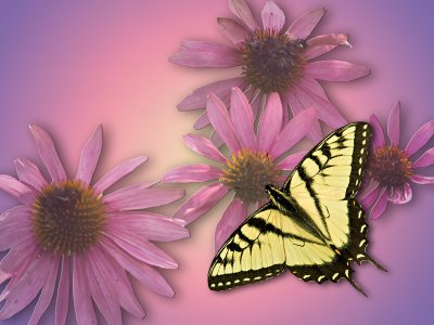 Butterfly on Pink Coneflower