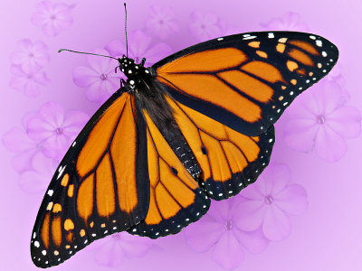 Monarch on Phlox