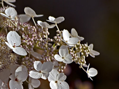 White flowers with light pink buds