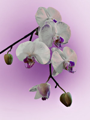 Orchids1