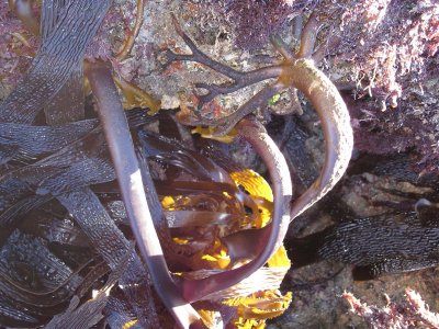 Seaweed on the rocks