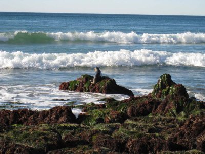 A small seal climbed out of the surf