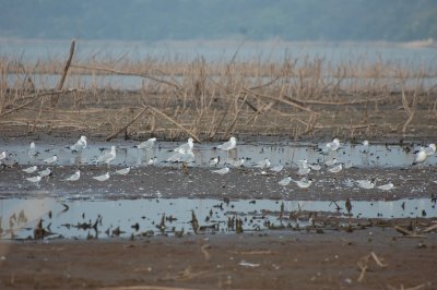 Ring-billed gulls and Forster's terns