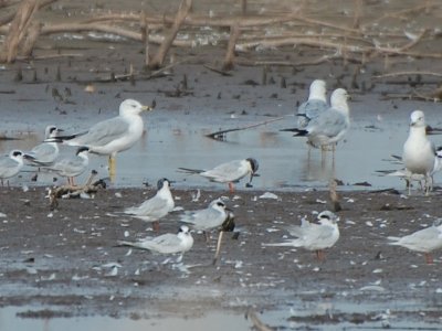 Ring-billed gulls and Forster's terns