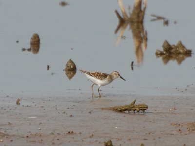 Least Sandpiper