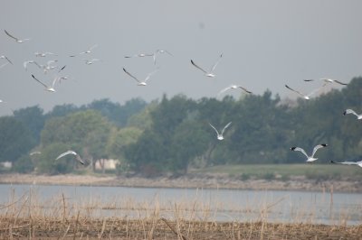 Gulls leaving...