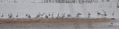 Gull lineup