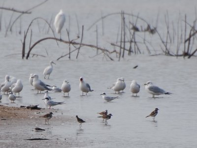 Vociferous gull