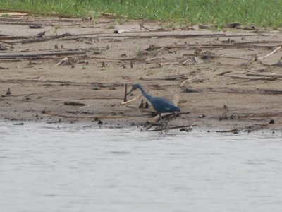 Little blue heron