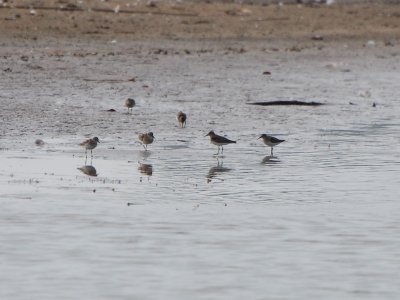 Wading birds - need help