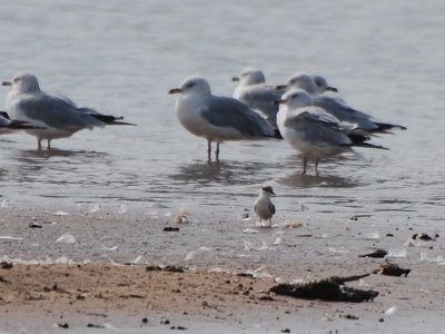 Least tern