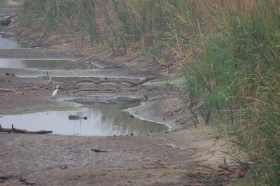 Snowy egret and tricolor heron