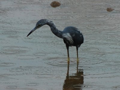 Immature Little Blue Heron