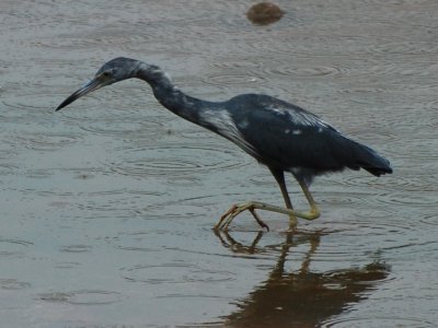 Immature Little Blue Heron