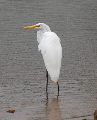 Great Egret