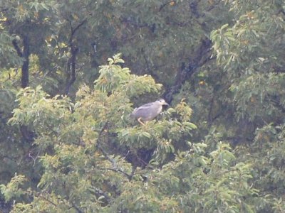 Black-Crowned Night Heron