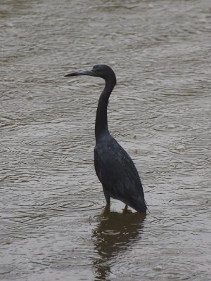 Adult Little Blue Heron
