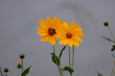 Three Bees, Two Flowers