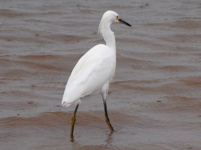 Snowy Egret, no problems...
