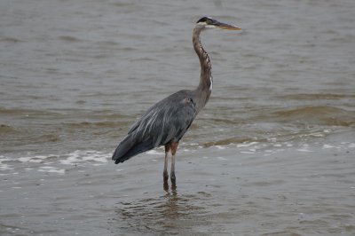 Great Blue Heron