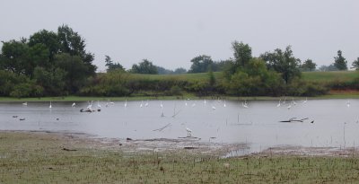 Great Egrets