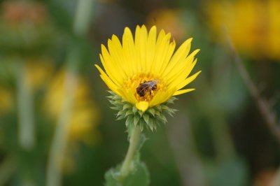 Flower, Bee...