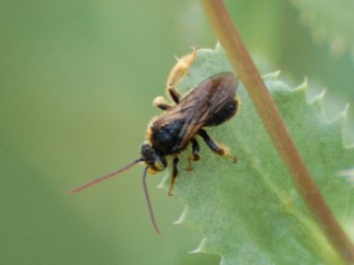 Bee awaiting identification...