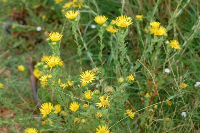 Wax Goldenweed