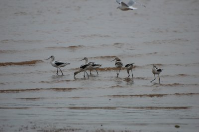 American Avocets