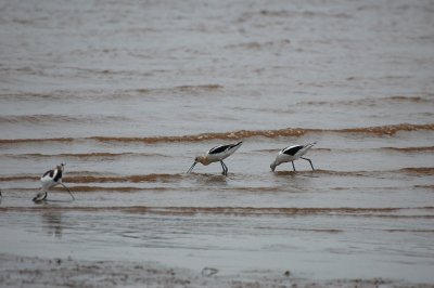 American Avocets