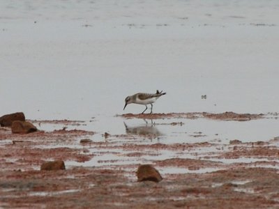 Semi-palmated Sandpiper