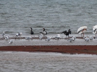Three Double-Crested Cormorants