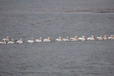 American White Pelicans lining up...