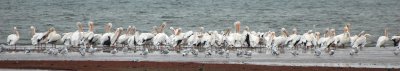 Pelican and Gull convention