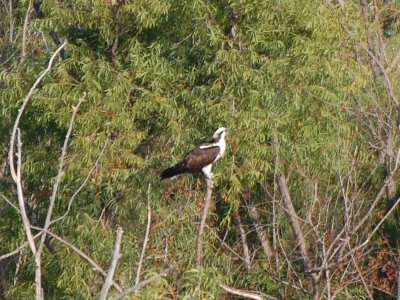 Osprey