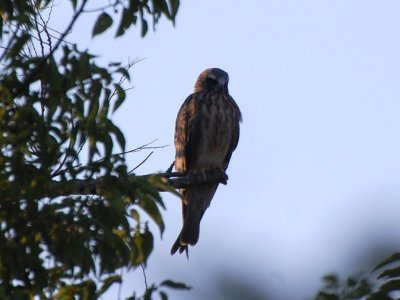 Young Mississippi Kite 9161a.jpg