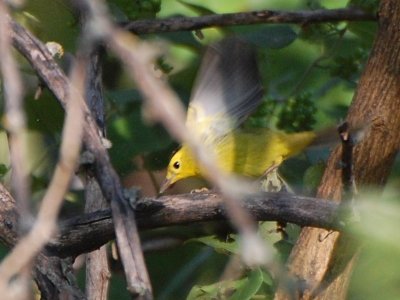 Wilson's Warbler 9179a.jpg