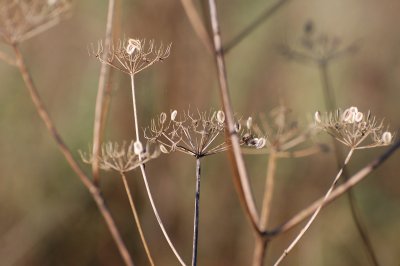 Wildflower showing winged seeds 9191.jpg