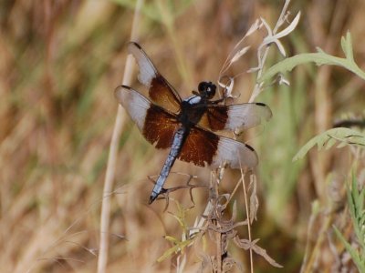 Dragonfly 9197a.jpg