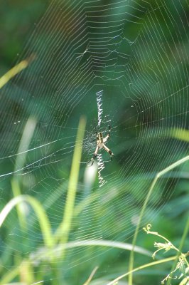 Small Garden Spider in Web_9222.jpg
