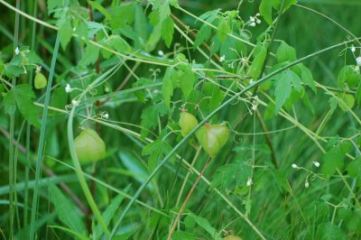 Vine with Lantern-Shaped Seed Pods_9224.jpg