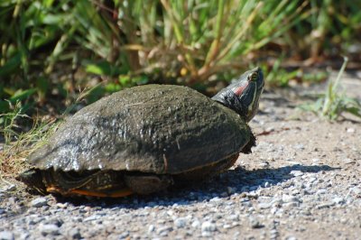 Turtle - Red-Eared Slider DSC_9358a.jpg